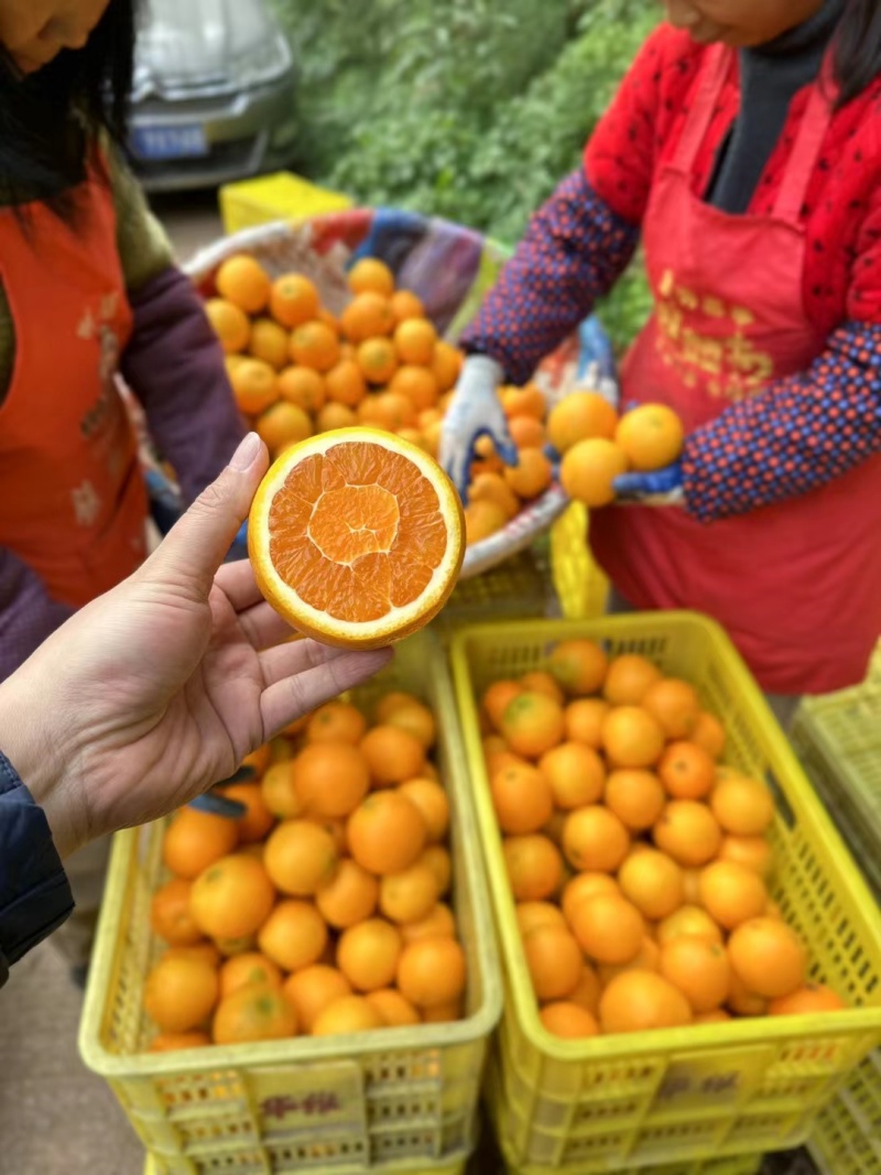 秭归九月红果冻橙产地自产自销价格优惠代收代发品质保证