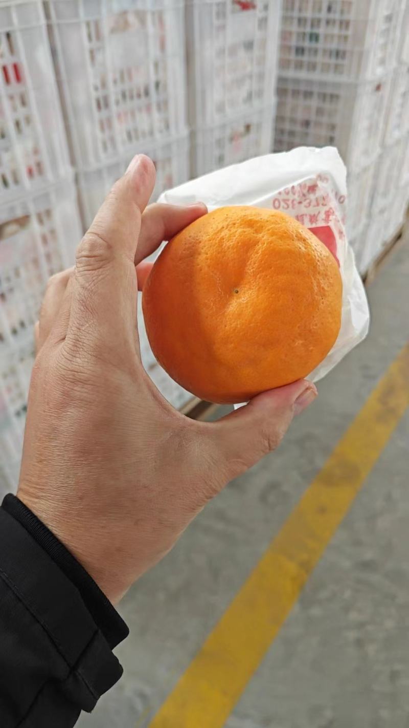 耙耙柑电商果
