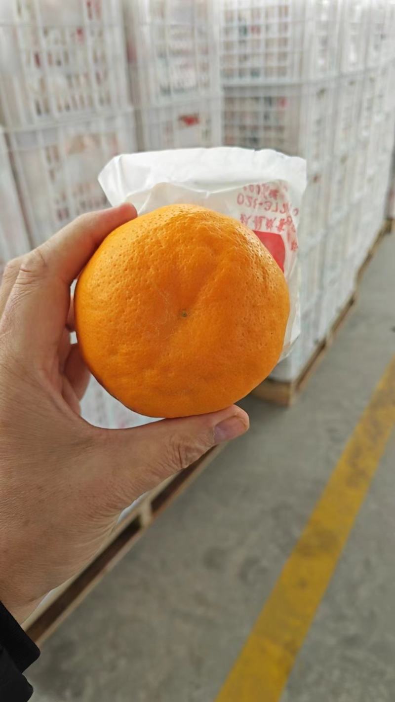 耙耙柑电商果
