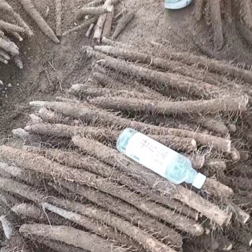 麻山药地头价直接出货可视频看货欢迎咨询