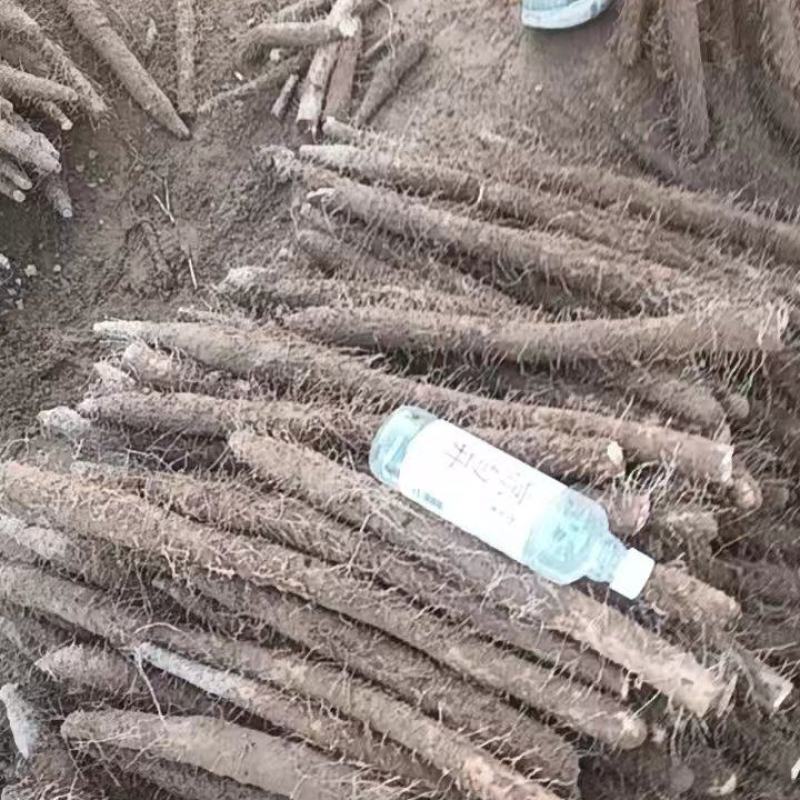 麻山药地头价直接出货可视频看货欢迎咨询