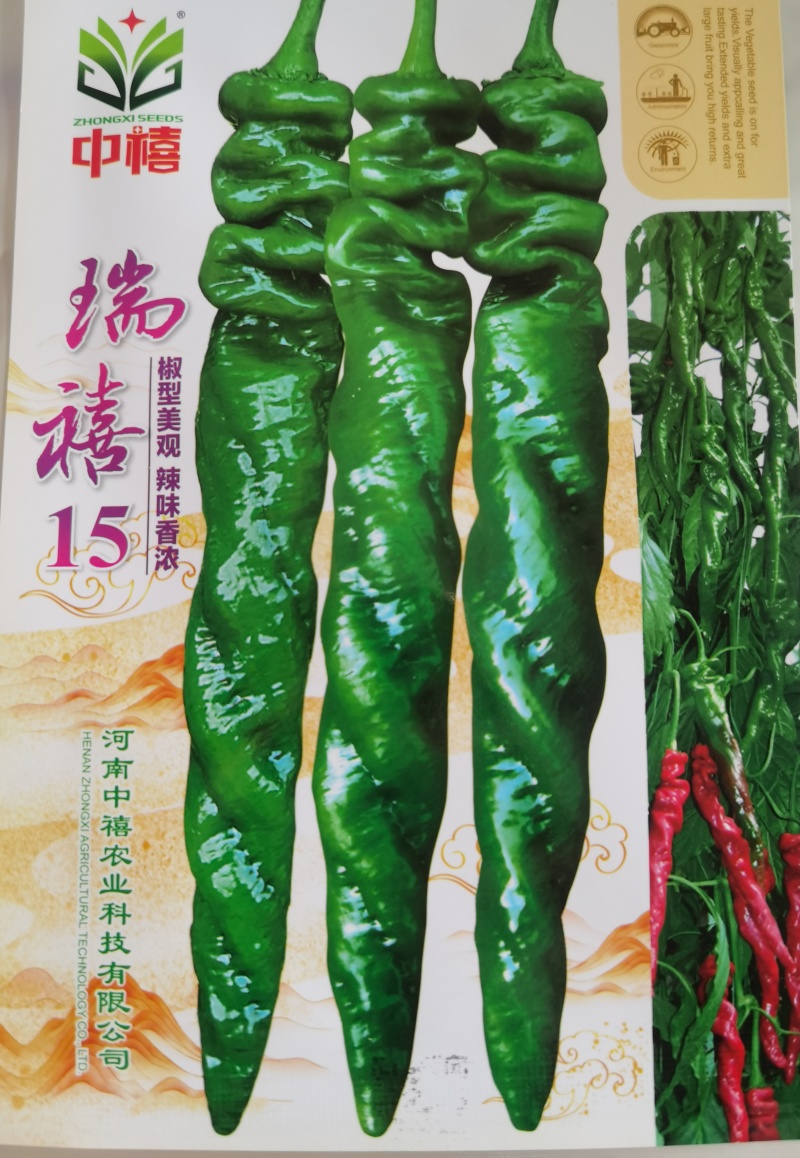 螺丝椒种子易坐果膨果速度快果色油渌光亮果实香辣味浓郁