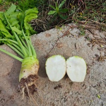 四川大头菜芥菜头一手货源，欢迎采购