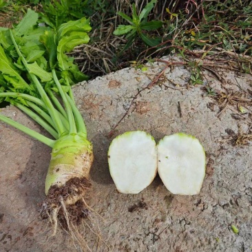 四川大头菜芥菜头一手货源，欢迎采购