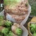 四川大头菜芥菜头一手货源，欢迎采购