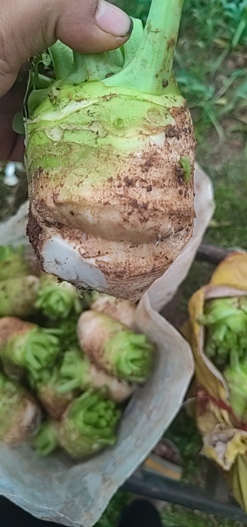 四川大头菜芥菜头一手货源，欢迎采购