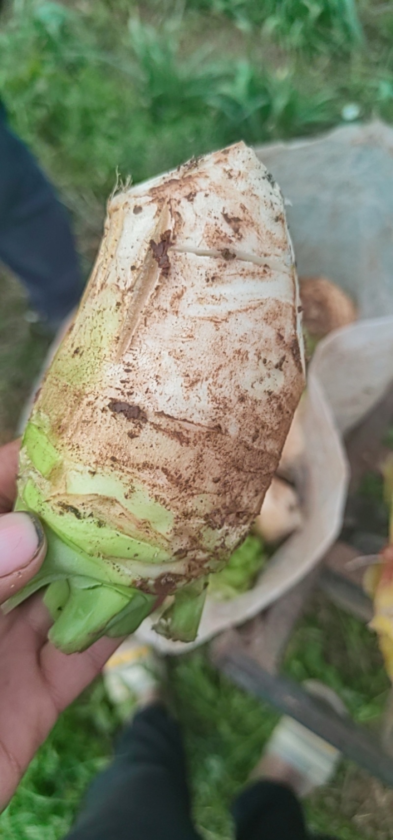 四川大头菜芥菜头一手货源，欢迎采购