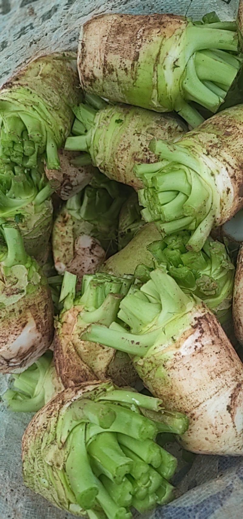 四川大头菜芥菜头一手货源，欢迎采购