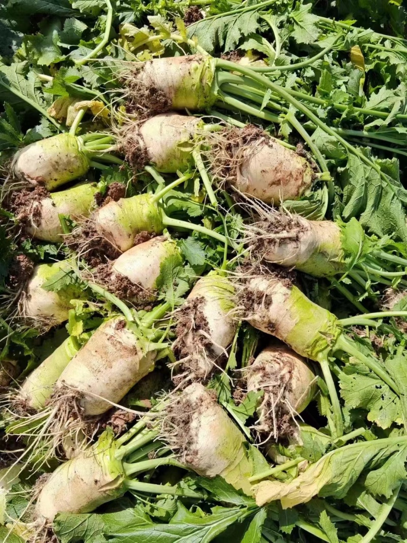 四川大头菜芥菜头一手货源，欢迎采购