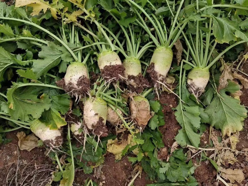 四川大头菜芥菜头一手货源，欢迎采购