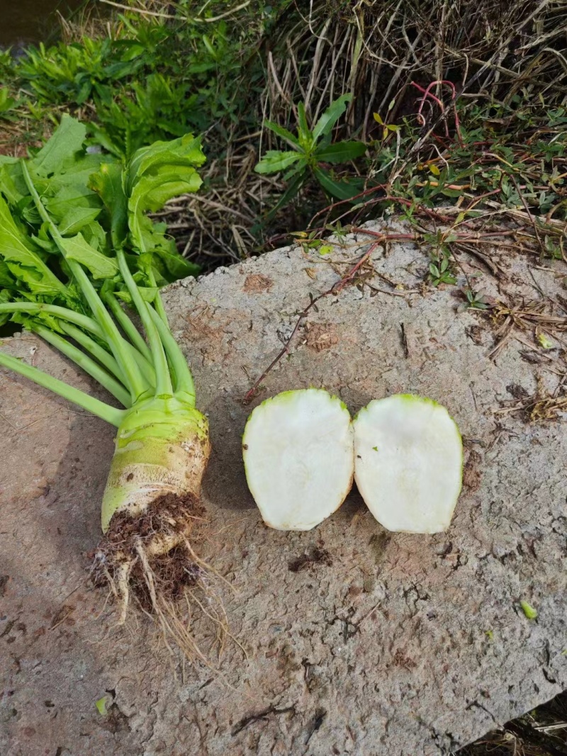 四川大头菜芥菜头一手货源，欢迎采购