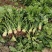 四川大头菜芥菜头一手货源，欢迎采购