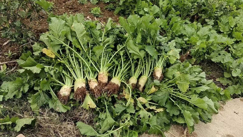 四川大头菜芥菜头一手货源，欢迎采购