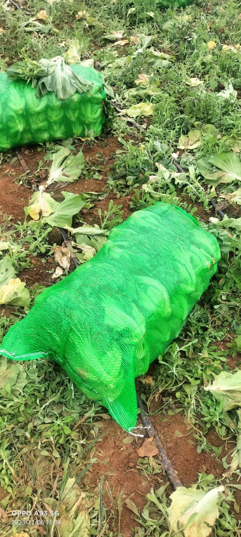 芥菜落价了一