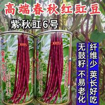 紫豇豆种子紫秋豇6号春秋红豇豆种籽长紫红皮长豆角耐热架豆