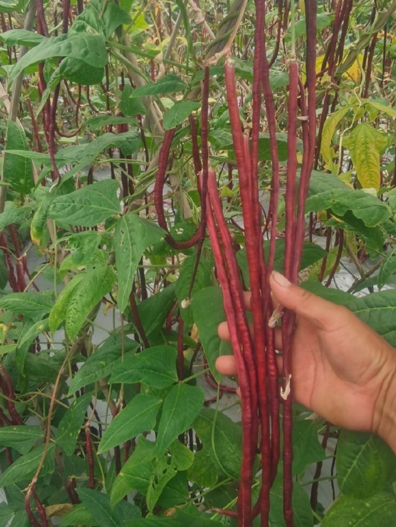 紫豇豆种子紫秋豇6号春秋红豇豆种籽长紫红皮长豆角耐热架豆