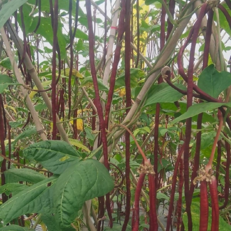 紫豇豆种子紫秋豇6号春秋红豇豆种籽长紫红皮长豆角耐热架豆