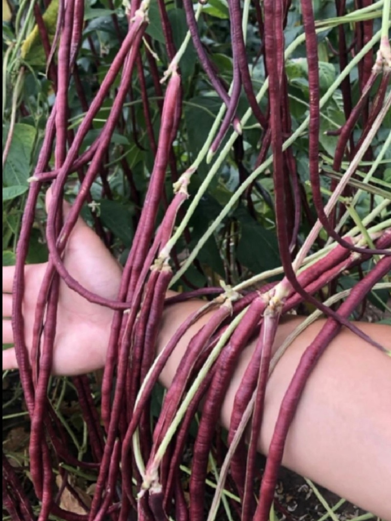 紫豇豆种子紫秋豇6号春秋红豇豆种籽长紫红皮长豆角耐热架豆