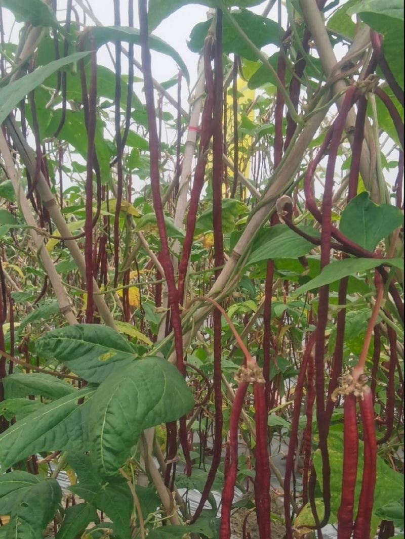 紫豇豆种子紫秋豇6号春秋红豇豆种籽长紫红皮长豆角耐热架豆