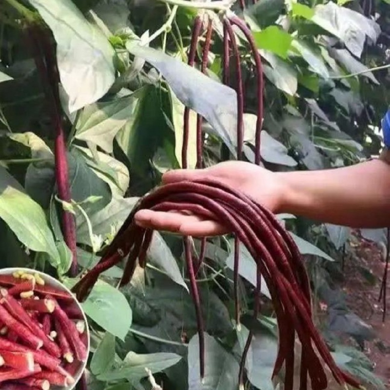 紫豇豆种子紫秋豇6号春秋红豇豆种籽长紫红皮长豆角耐热架豆