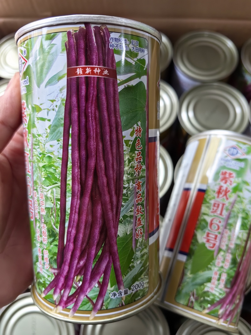 紫豇豆种子紫秋豇6号春秋红豇豆种籽长紫红皮长豆角耐热架豆