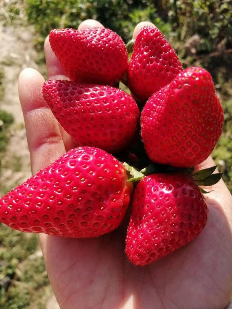 大凉山露天草莓大量上市产地直发一手货源质量保证