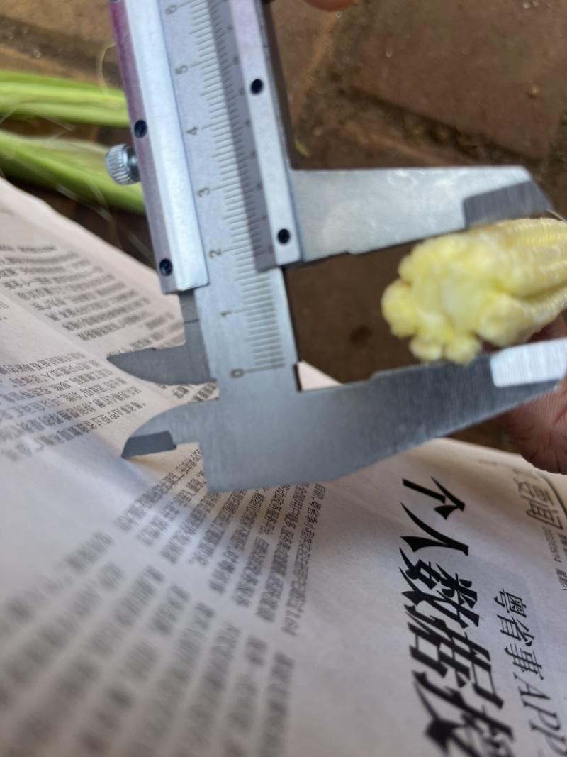 玉米笋大量供量，固定供货。