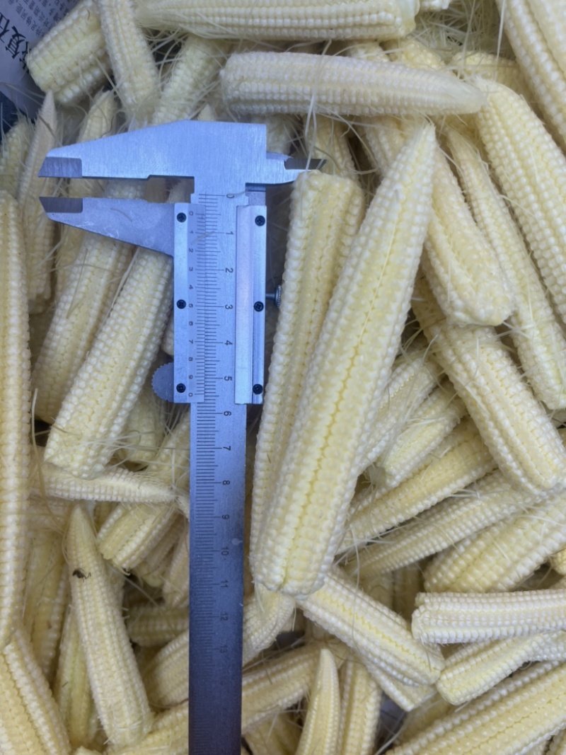 玉米笋大量供量，固定供货。