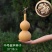 特小手捻葫芦种子盆栽阳台庭院种植大中号文玩微型葫芦苗籽可