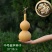 特小手捻葫芦种子盆栽阳台庭院种植大中号文玩微型葫芦苗籽可