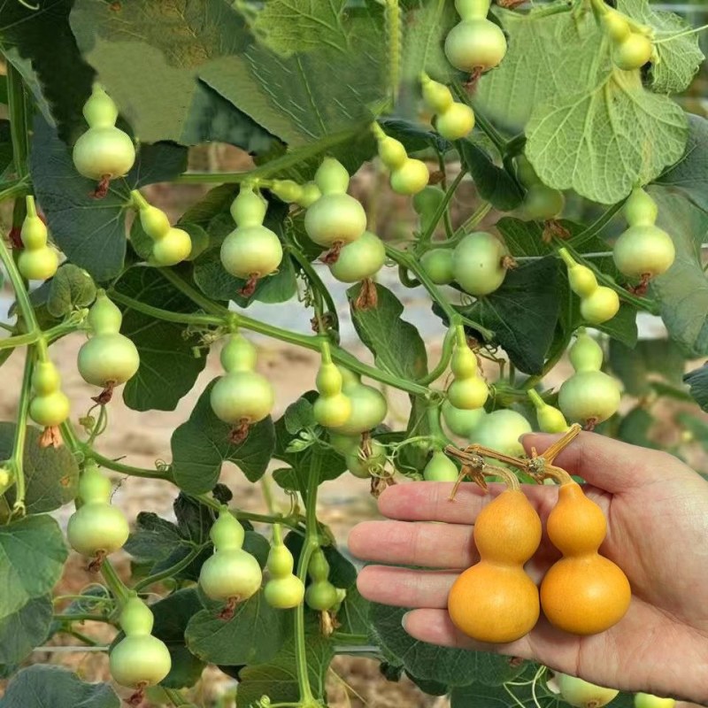 特小手捻葫芦种子盆栽阳台庭院种植大中号文玩微型葫芦苗籽可