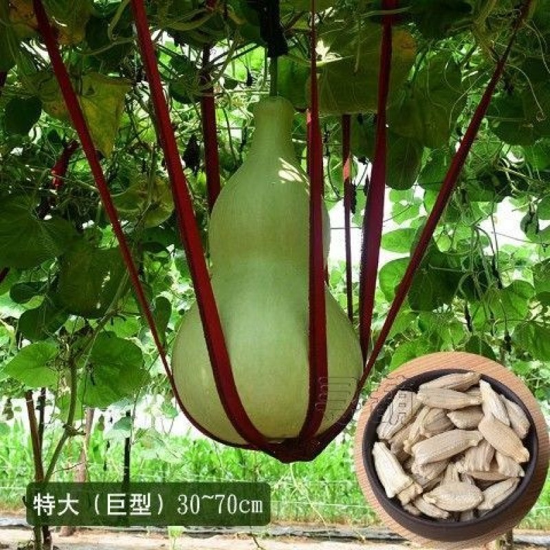特小手捻葫芦种子盆栽阳台庭院种植大中号文玩微型葫芦苗籽可