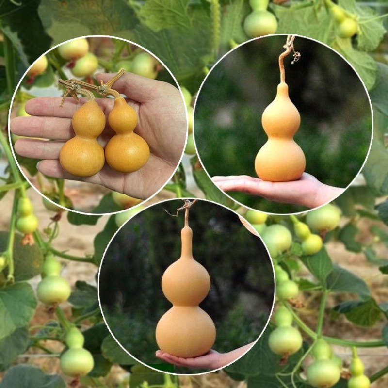 特小手捻葫芦种子盆栽阳台庭院种植大中号文玩微型葫芦苗籽可