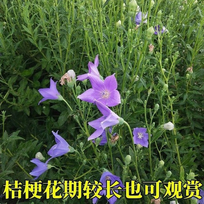 新产桔梗种子狗宝菜种子桔梗籽洋桔梗花种子中药材桔梗