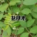 野生盐肤木种子漆树科盐麸木五倍子树木属落叶小乔木植物多年