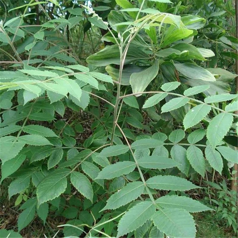 野生盐肤木种子漆树科盐麸木五倍子树木属落叶小乔木植物多年