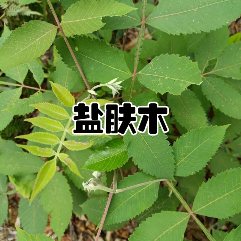 野生盐肤木种子漆树科盐麸木五倍子树木属落叶小乔木植物多年