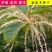 野生盐肤木种子漆树科盐麸木五倍子树木属落叶小乔木植物多年