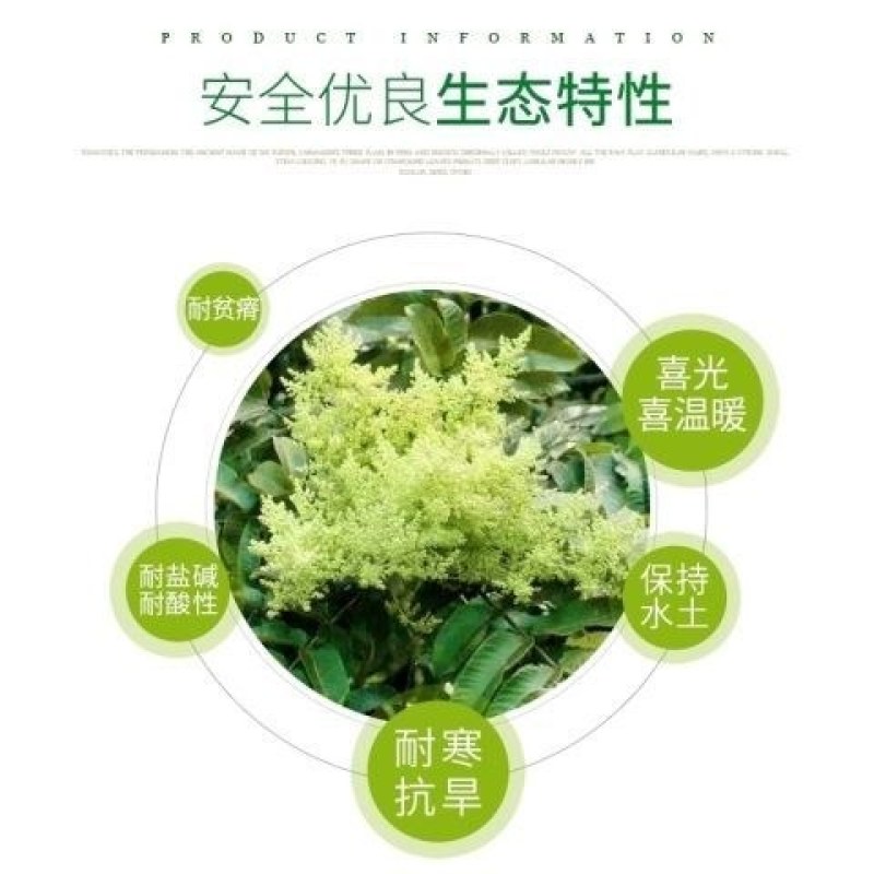 野生盐肤木种子漆树科盐麸木五倍子树木属落叶小乔木植物多年