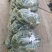 需要的朋友可以联系我
