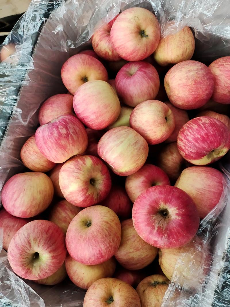 精品苹果红富士苹果网袋纸袋品质保证欢迎咨询