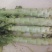 河南新野优质莴笋大量上市口感好货大价优欢迎选购
