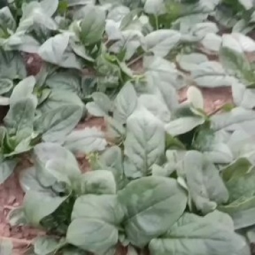 黑叶菠菜