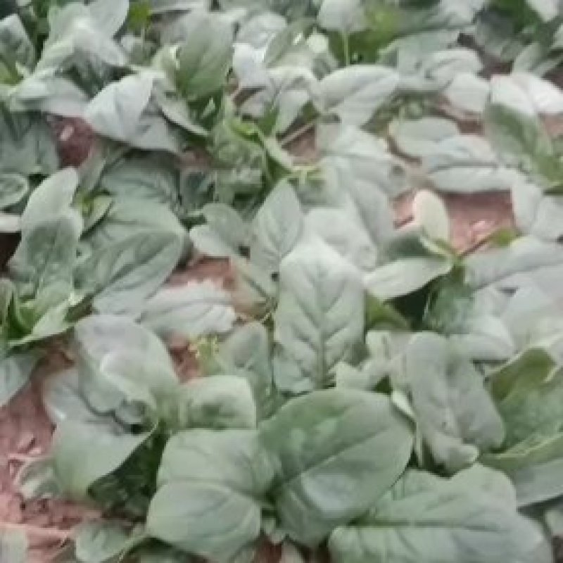 黑叶菠菜