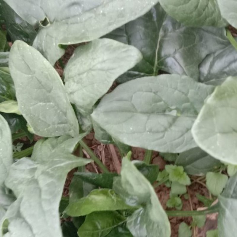 黑叶菠菜