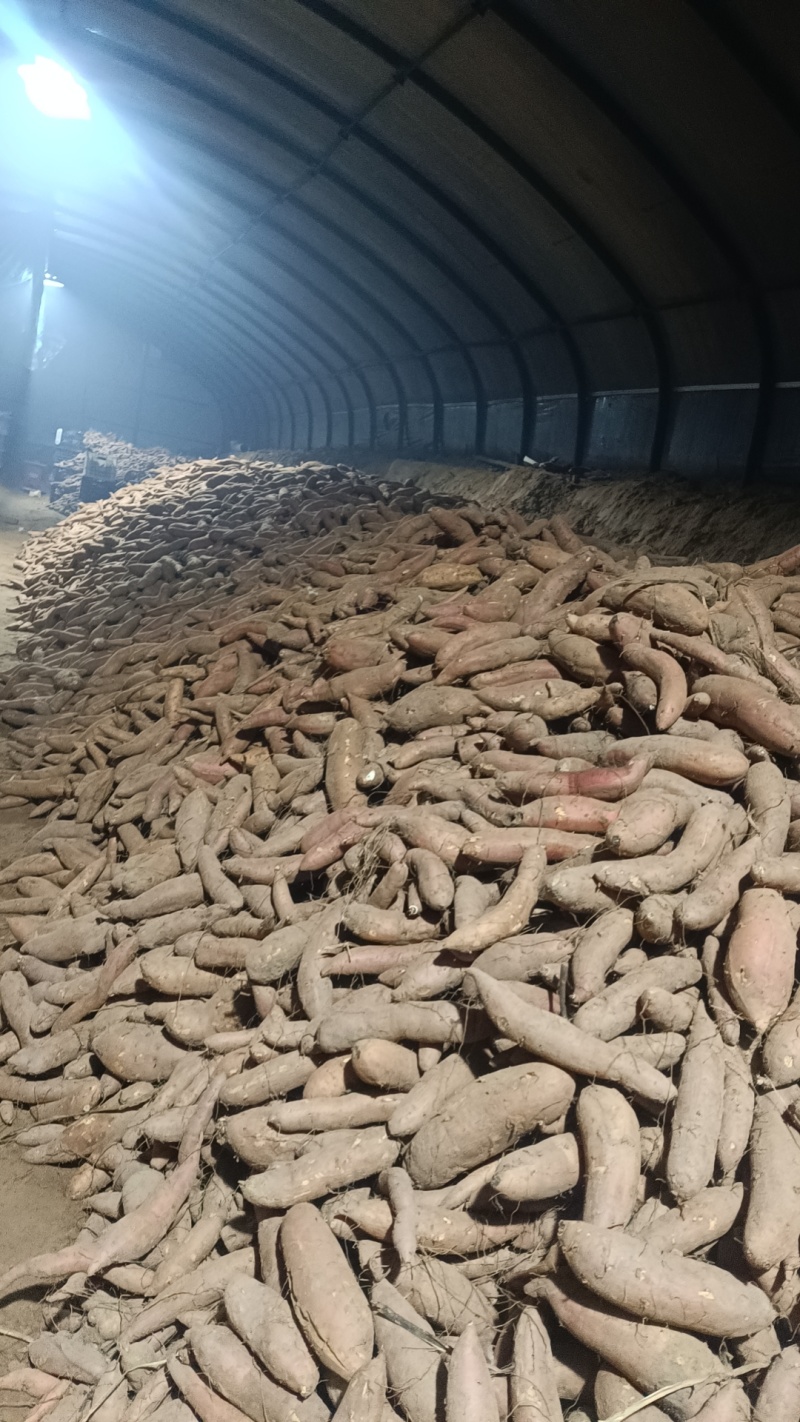 精品沙地哈密，冰糖心，软糯香甜，