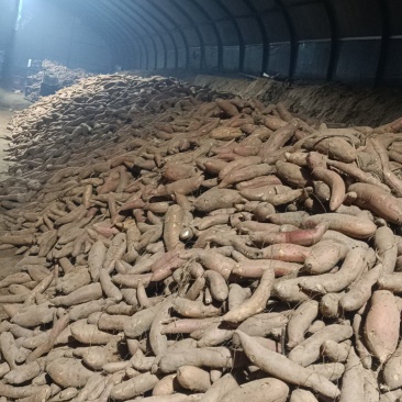 精品沙地哈密，冰糖心，软糯香甜，