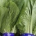 山东曹县精品小油菜快菜，质量保证，上海青欢迎采购诚信
