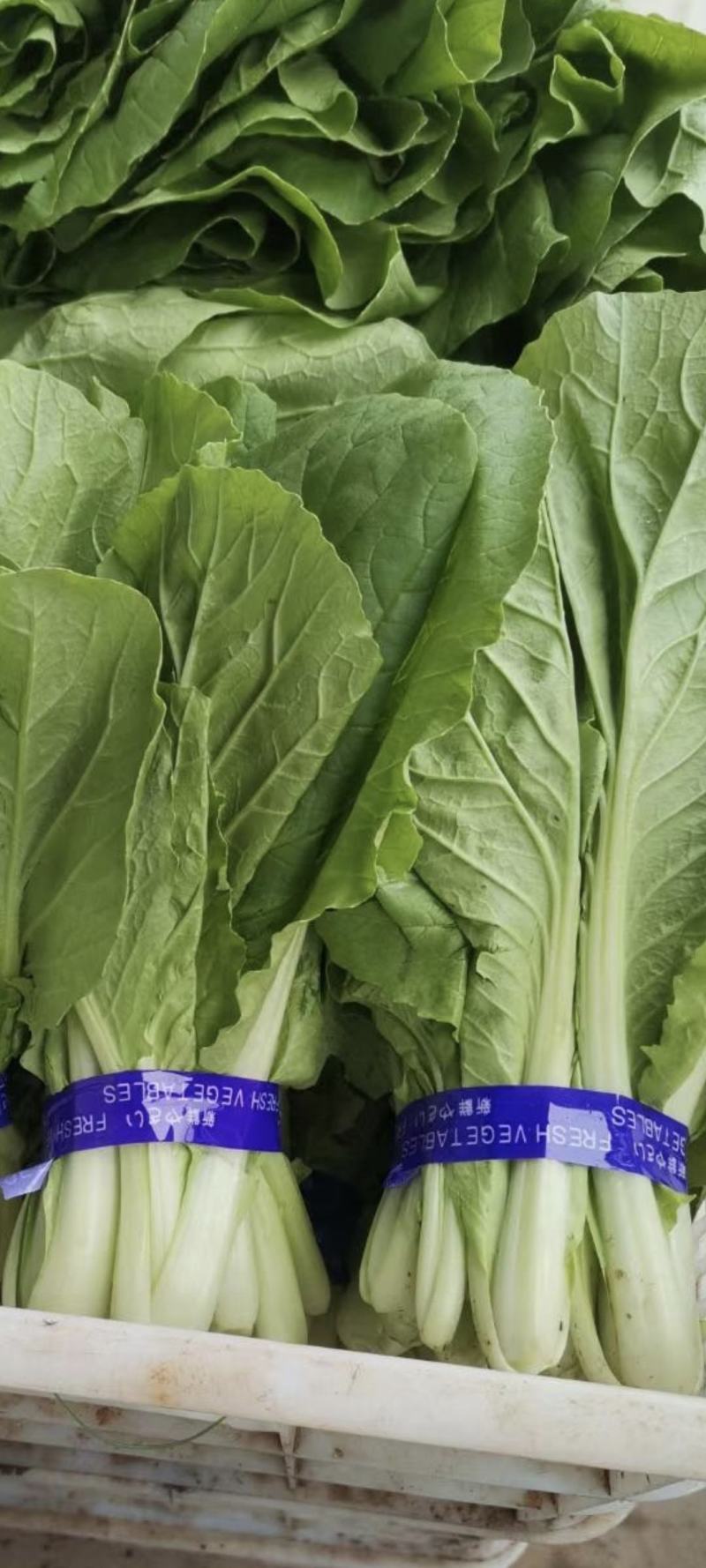 山东曹县精品小油菜快菜，质量保证，上海青欢迎采购诚信
