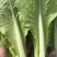 山东曹县精品小油菜快菜，质量保证，上海青欢迎采购诚信